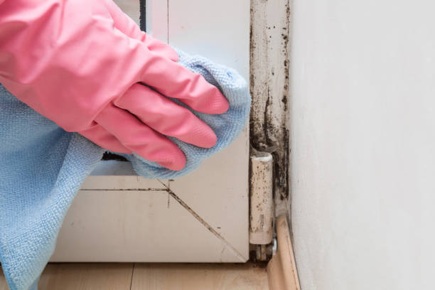 Why You Should Choose Our Mold Remediation Services in Folly Beach, SC